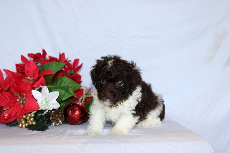 puppy, for, sale, Toy Poodle, Matthew B. Stoltzfus, dog, breeder, Gap, PA, dog-breeder, puppy-for-sale, forsale, nearby, find, puppyfind, locator, puppylocator, aca